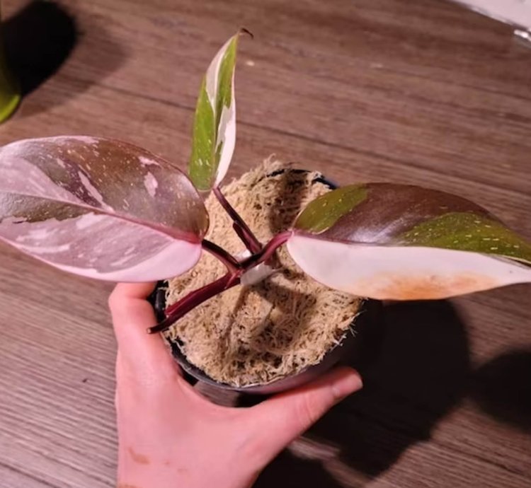 Philodendron Red Anderson plant