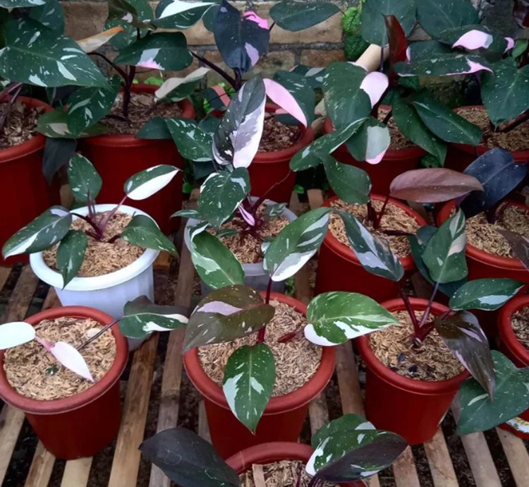 Philodendron Red Anderson plant