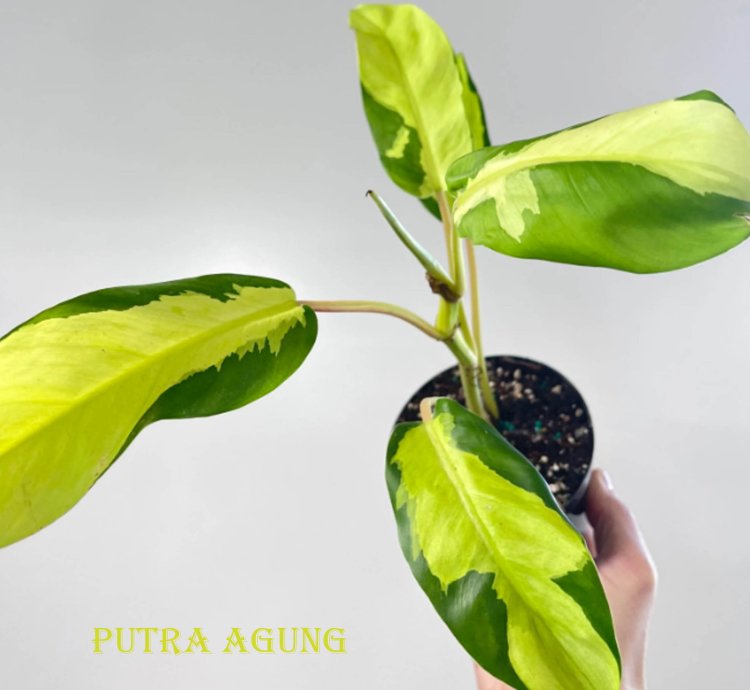 Philodendron Thai Sunrise plant