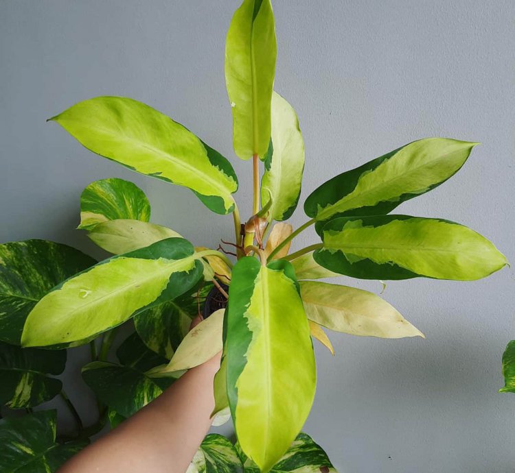 Philodendron Thai Sunrise plant