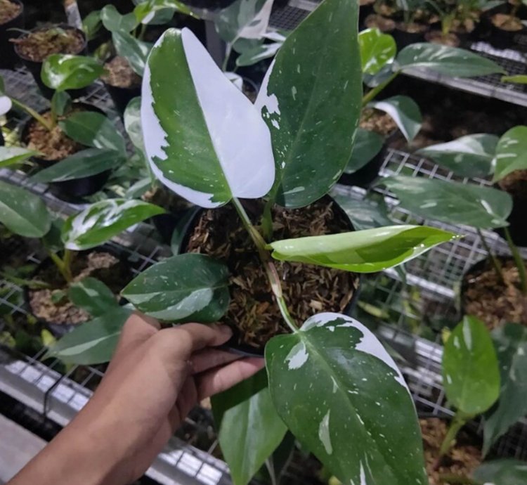 Philodendron White Princess plant