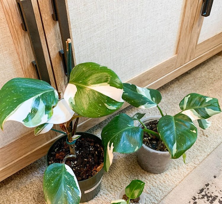 Philodendron White Princess plant