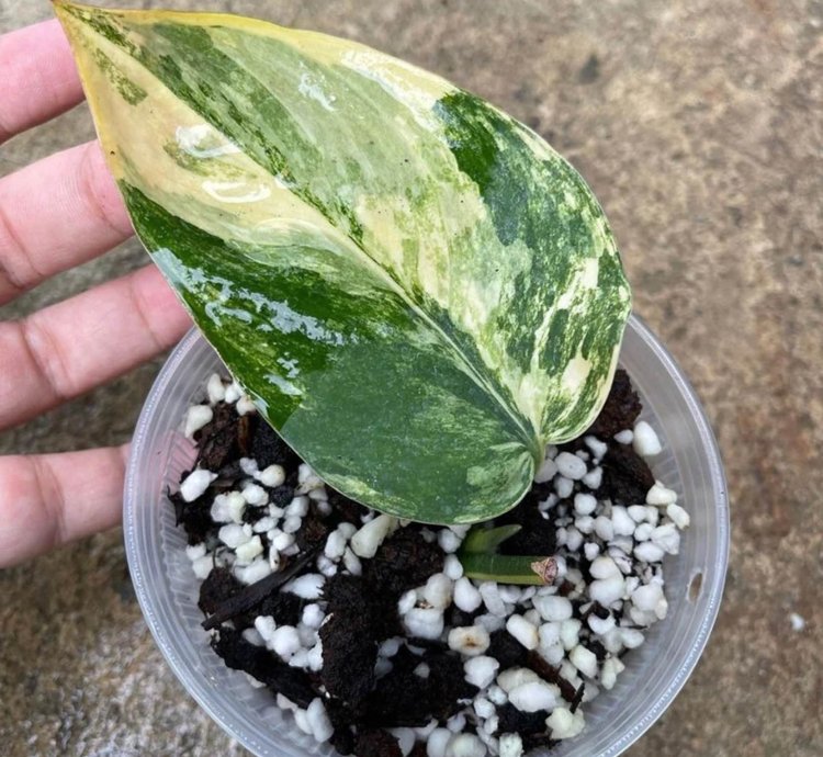 Scindapsus Jade Satin Variegated plant
