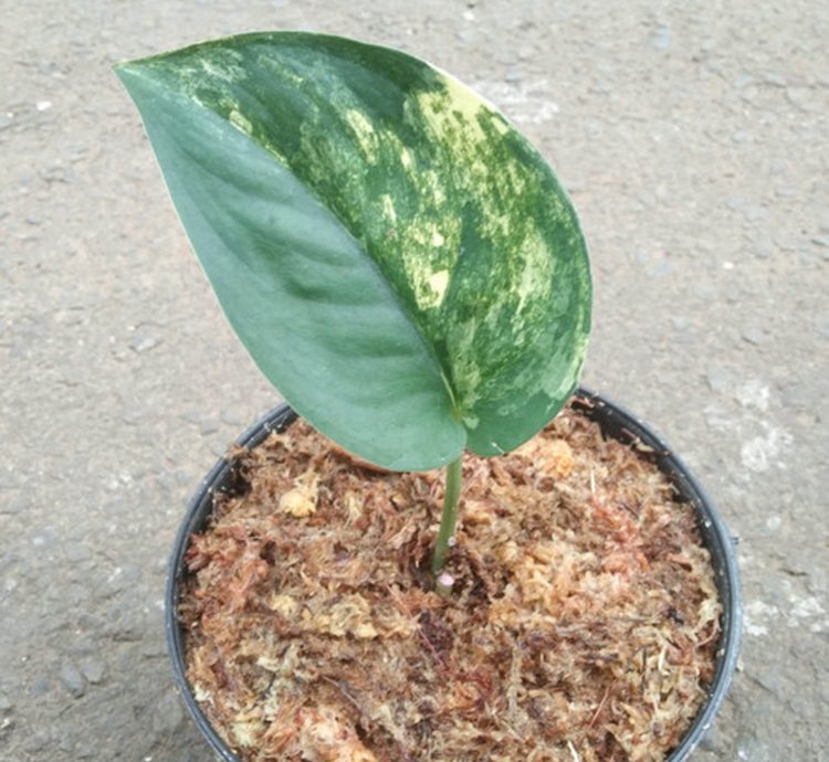 Scindapsus Jade Satin Variegated plant