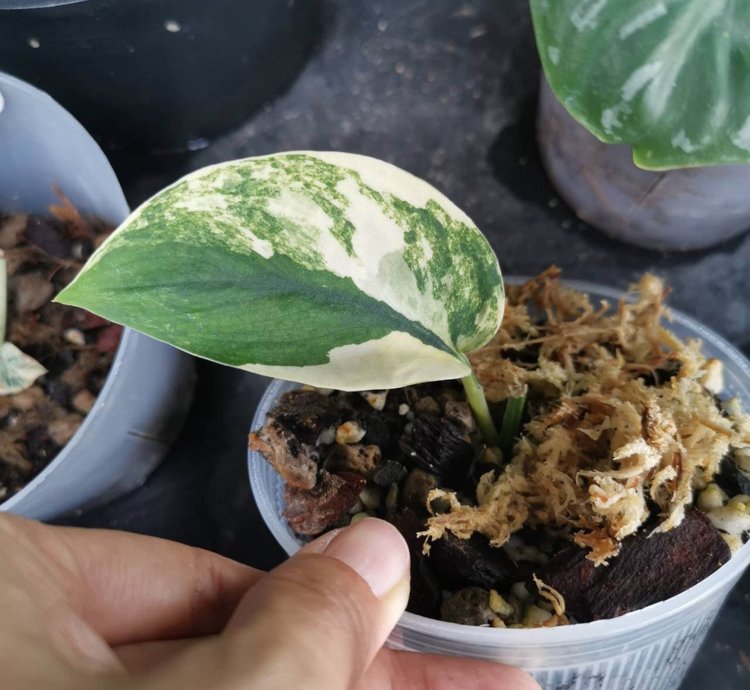 Scindapsus Jade Satin Variegated plant