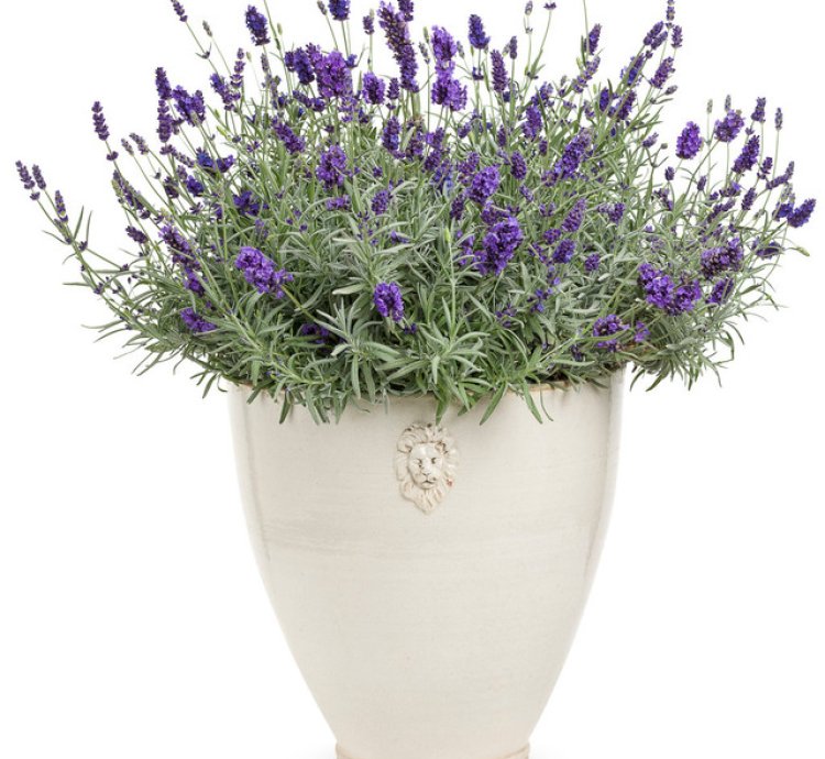 Sweet Romance English Lavender