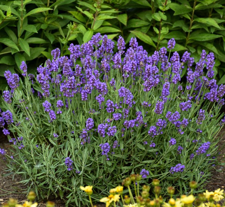 Sweet Romance English Lavender
