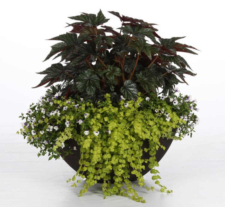 Goldilocks Creeping Jenny
