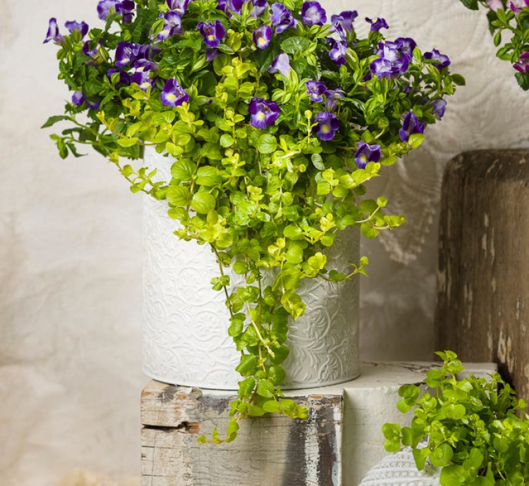 Goldilocks Creeping Jenny
