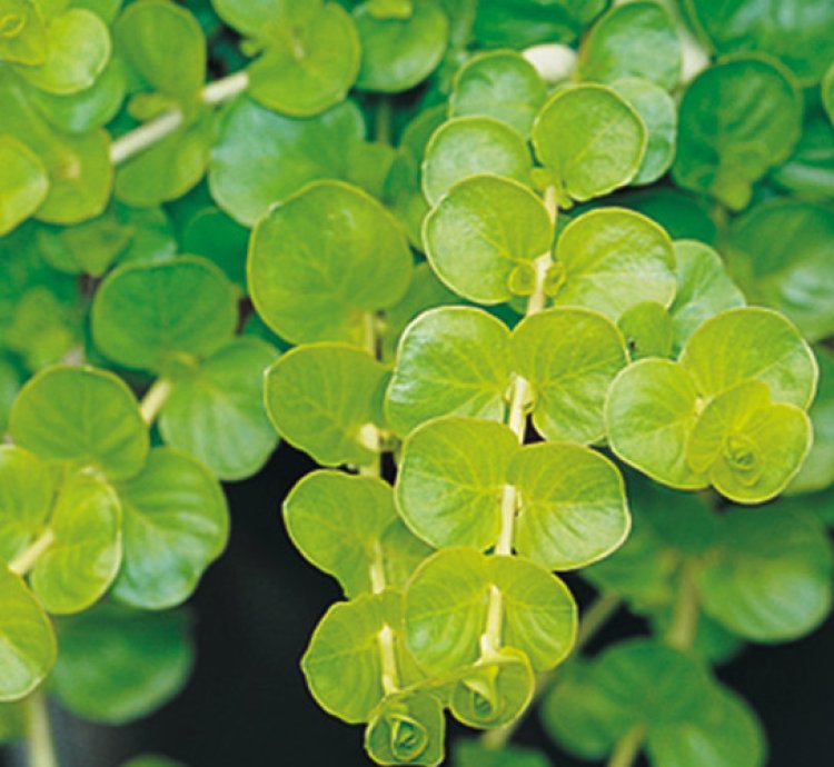 Goldilocks Creeping Jenny