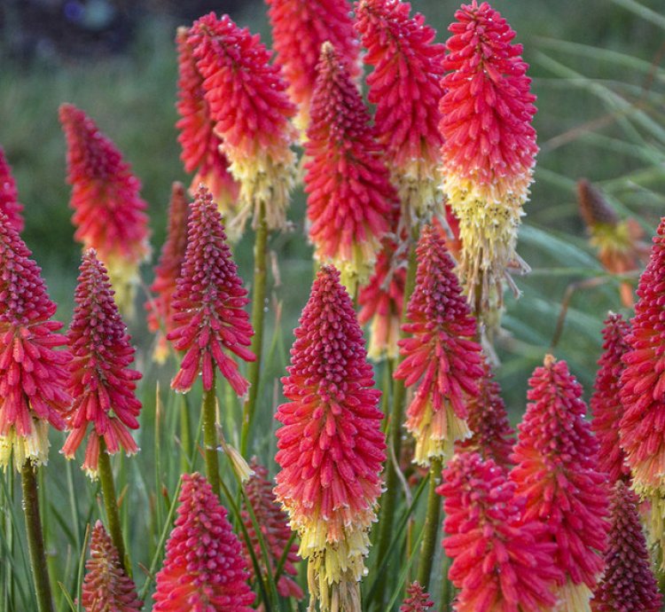 Pyromania Rocket Red Glare Red Hot Poker