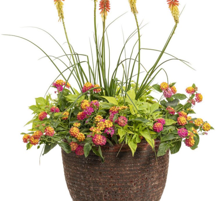 Pyromania Rocket Red Glare Red Hot Poker
