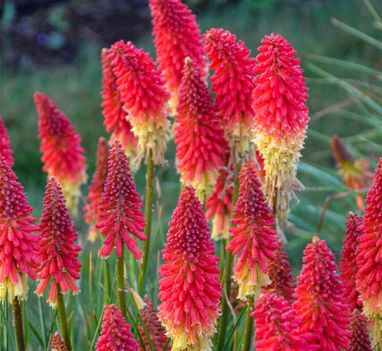 Pyromania Rocket Red Glare Red Hot Poker