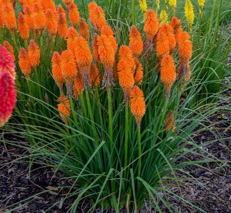 Pyromania Orange Blaze Red Hot Poker