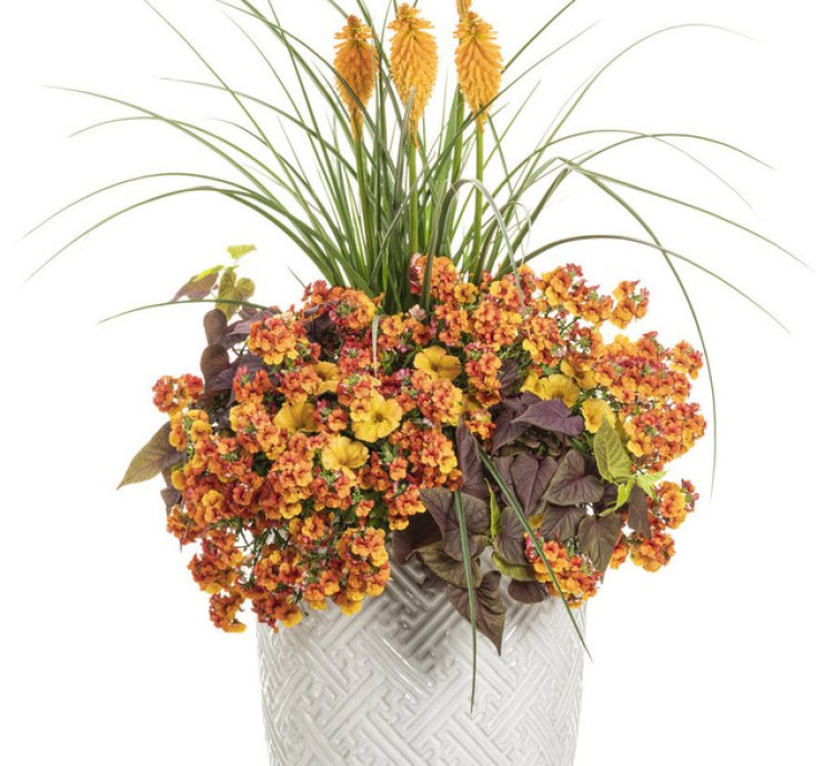 Pyromania Orange Blaze Red Hot Poker