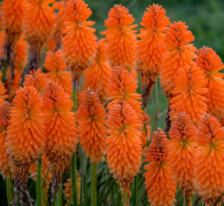 Pyromania Orange Blaze Red Hot Poker
