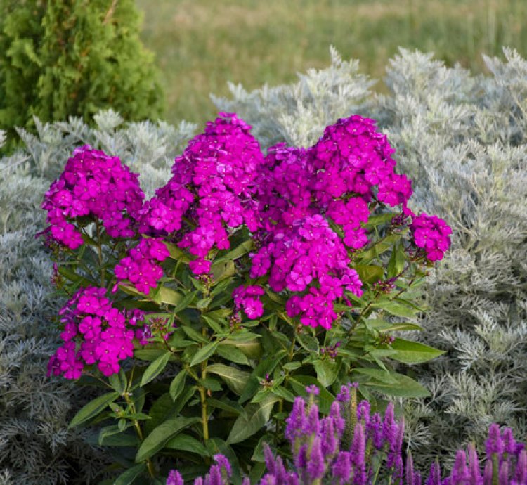 Luminary Ultraviolet Phlox