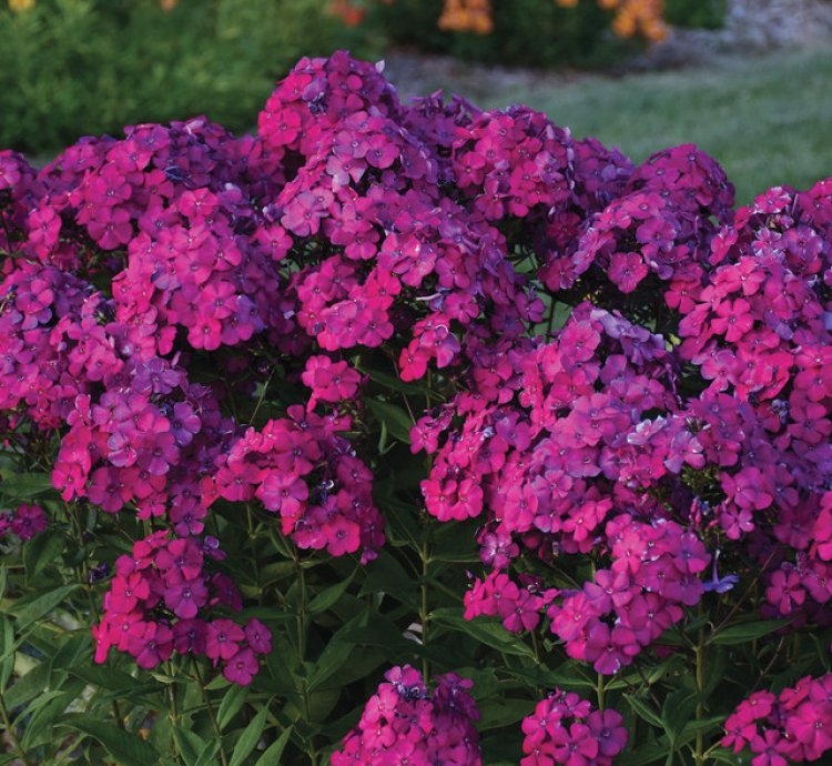Luminary Ultraviolet Phlox