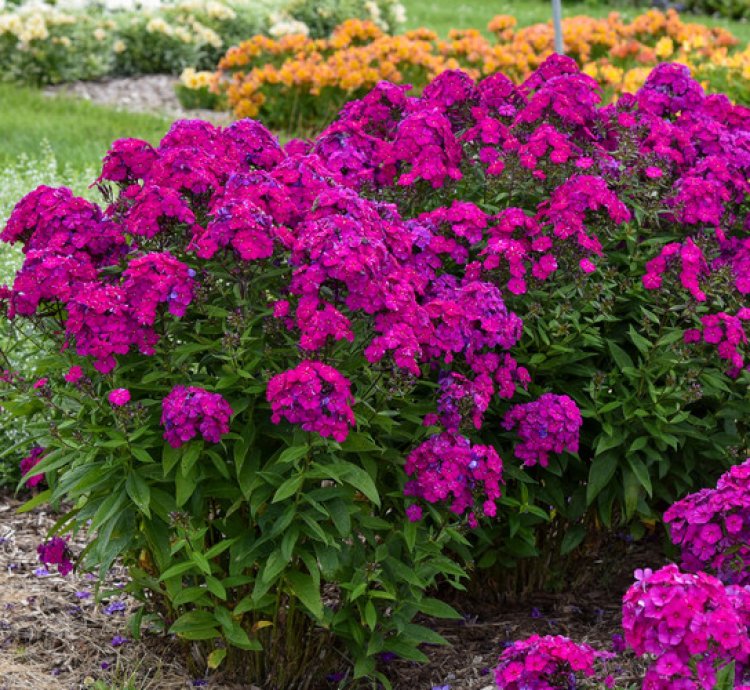 Luminary Ultraviolet Phlox