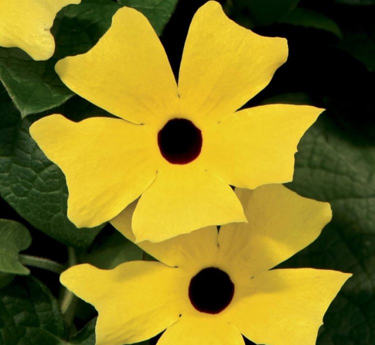 Lemon A Peel Black Eyed Susan Vine