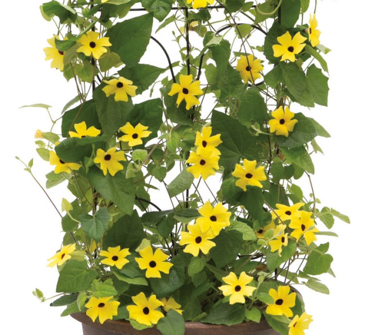 Lemon A Peel Black Eyed Susan Vine
