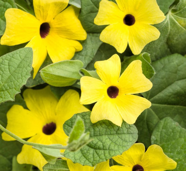 Lemon A Peel Black Eyed Susan Vine