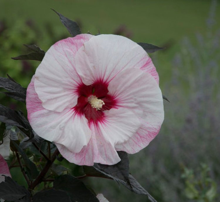 Summerific Perfect Storm Hibiscus
