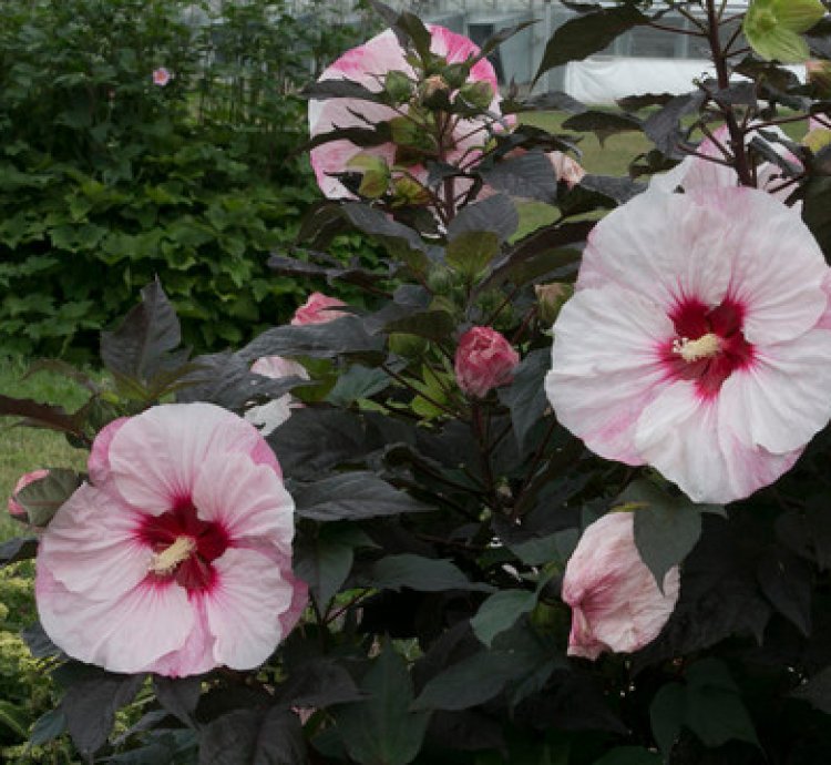 Summerific Perfect Storm Hibiscus