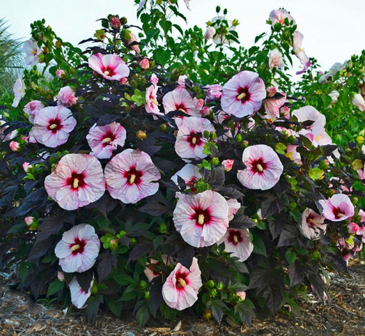 Summerific Perfect Storm Hibiscus