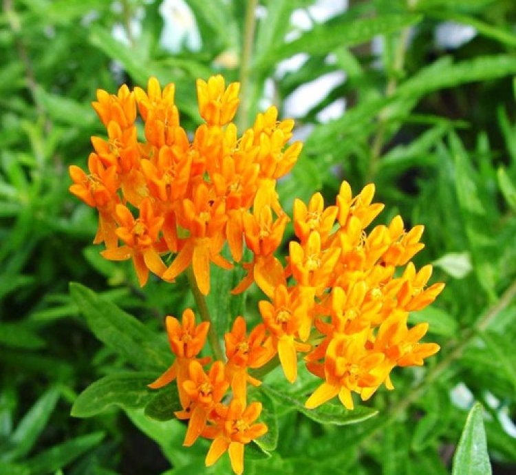 Butterfly Milkweed