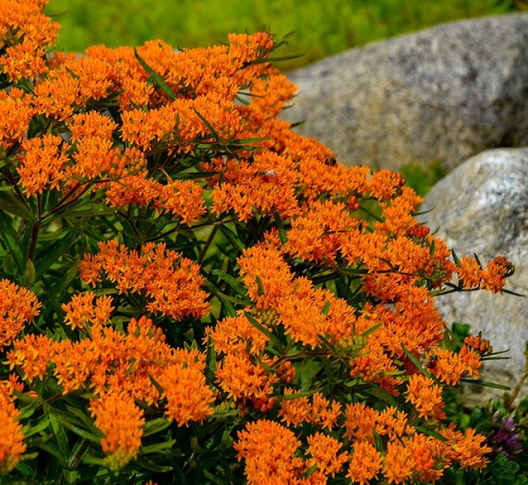 Butterfly Milkweed