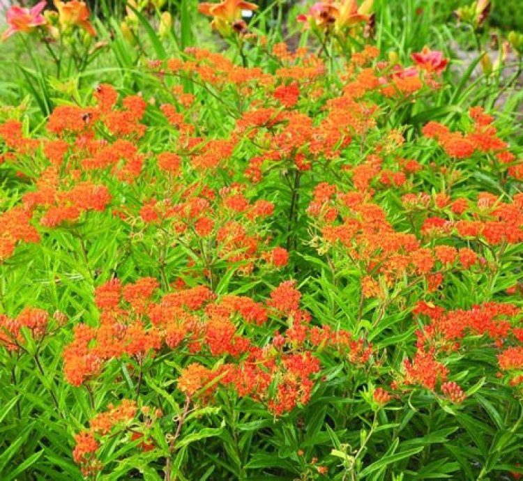 Butterfly Milkweed