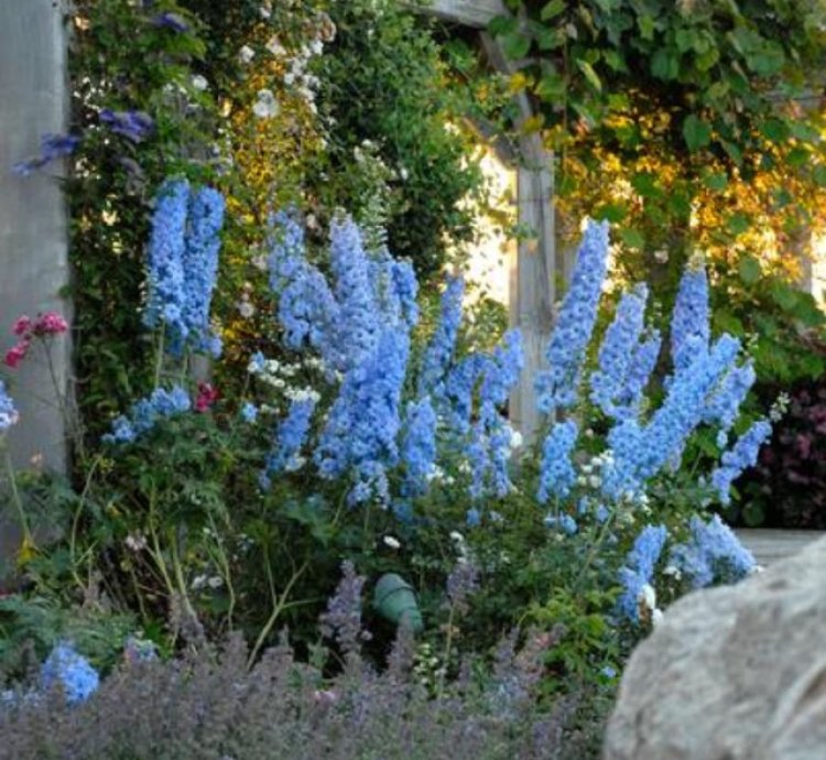Blue Lace Bee Delphinium