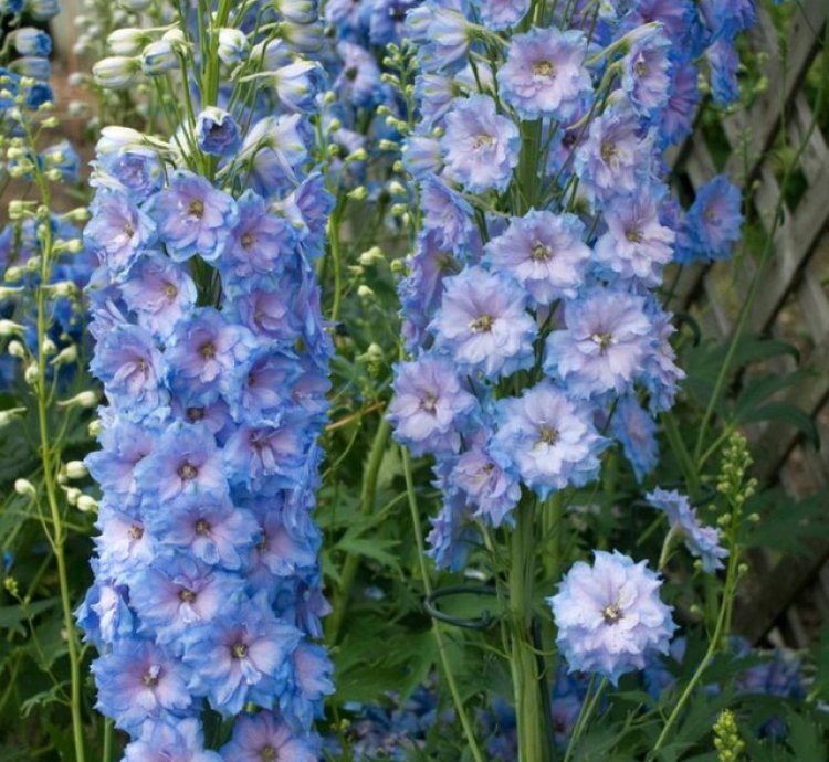 Blue Lace Bee Delphinium