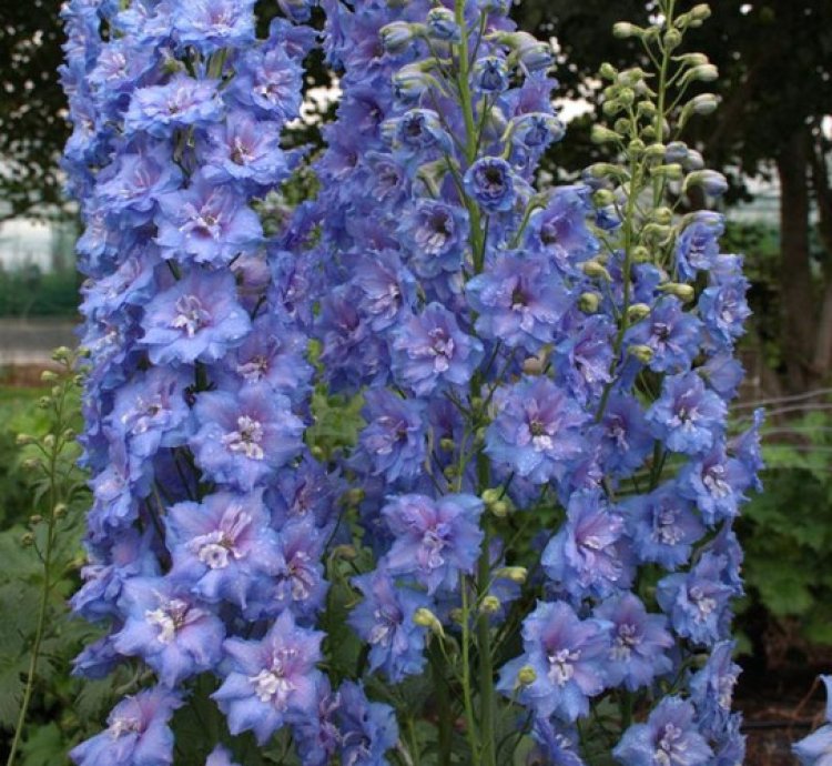 Blue Lace Bee Delphinium