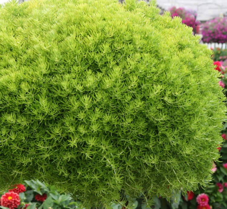 Lemon Coral Sedum