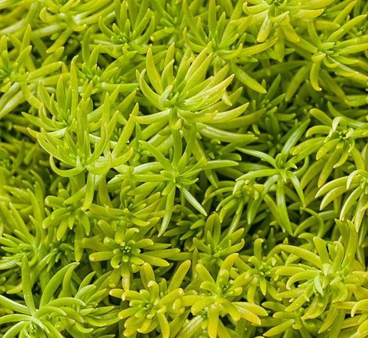 Lemon Coral Sedum
