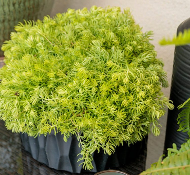 Lemon Coral Sedum