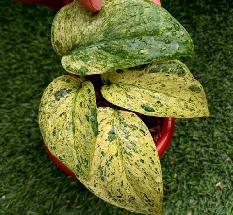 tes Plants
