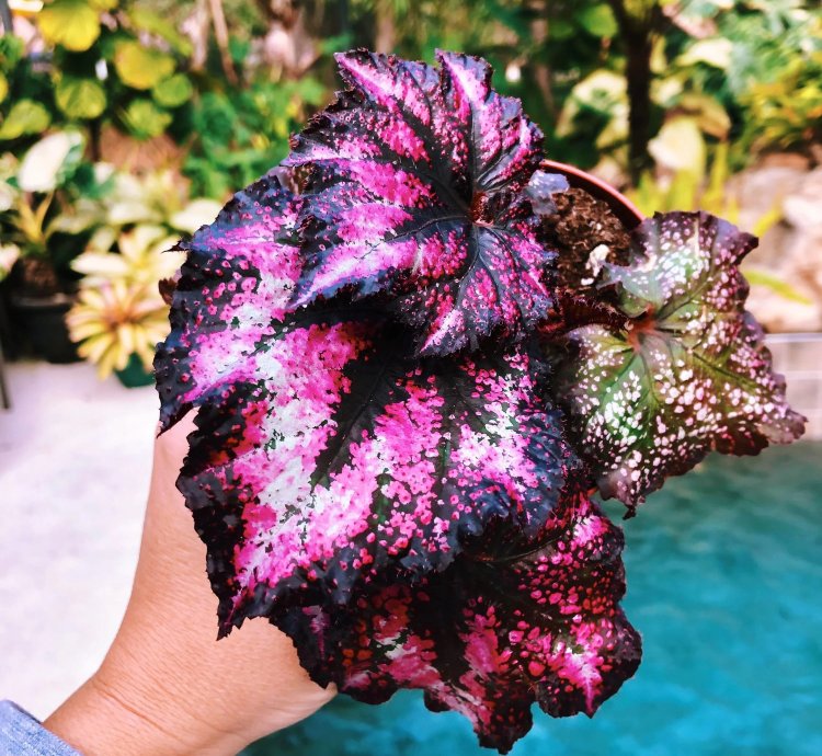 Begonia ‘Harmony’s Cherry Bomb’ hot pink Variegated Live House Plant Potted 4” terrarium vivarium