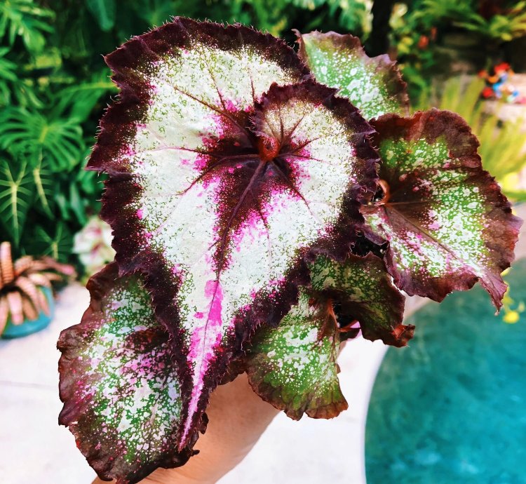Beautiful Rex Begonia New Harmony Hybrid