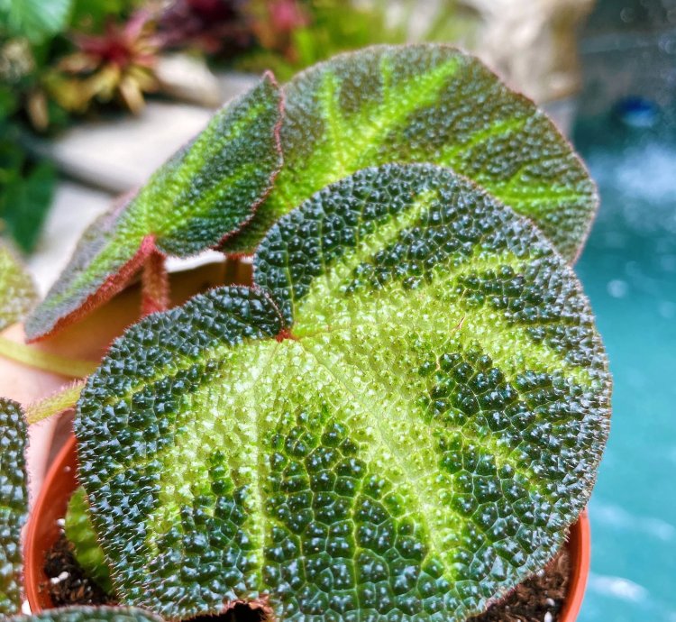 Begonia Soli Mutata Variegated Live House Plant Potted 4 terrarium