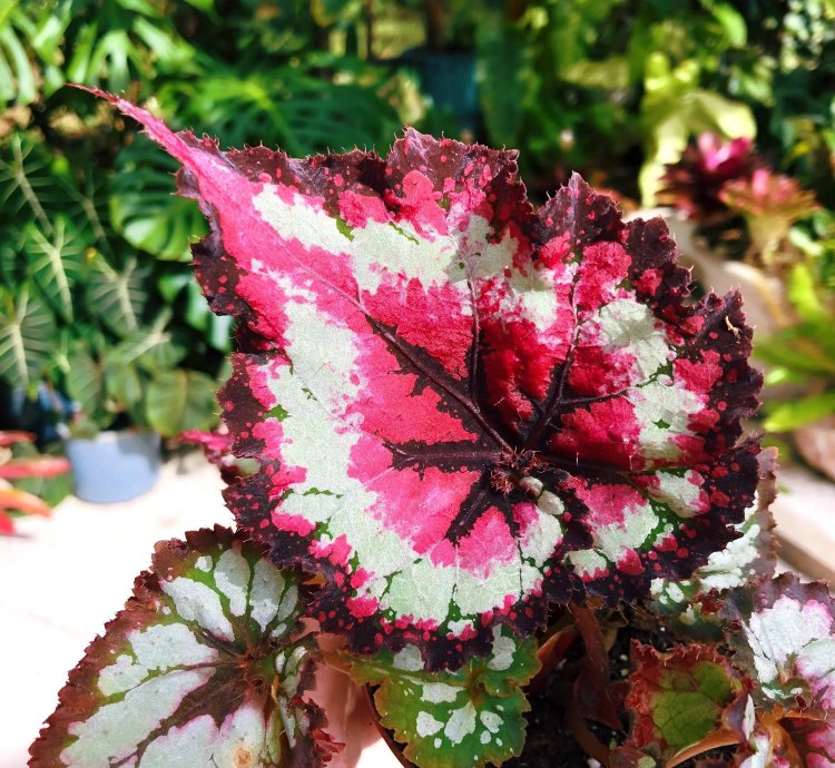 Rex Begonia ‘Harmony’s Dance of Dragons’ Variegated