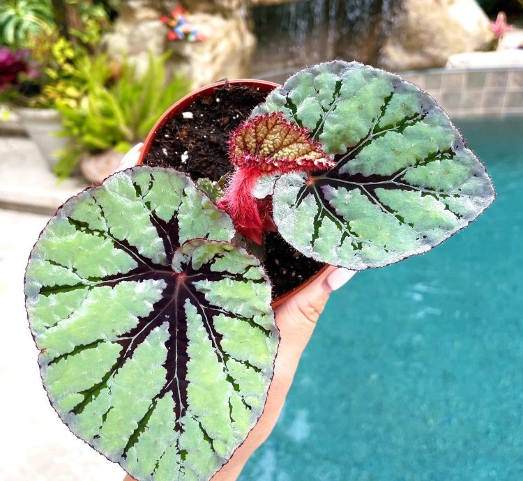 Rex Begonia Mint Velvet Live House Plant Potted