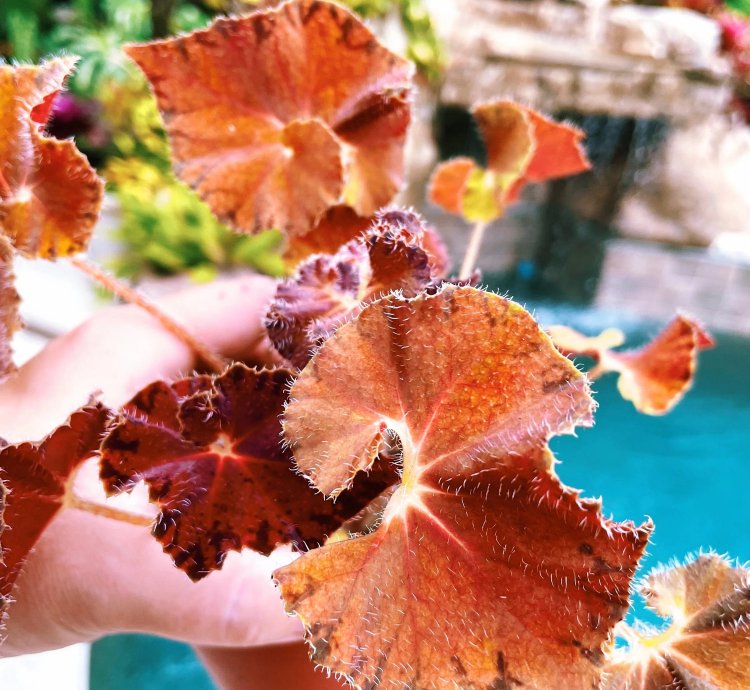 Rex Begonia Peter Piper Live House Plant Potted 4 pot