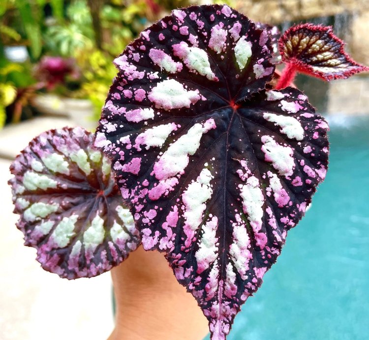 Rex Begonia Fireworks House Plant Potted 4 pot