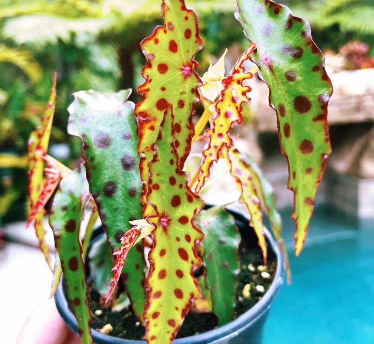 Begonia Amphioxus Red Polka Dot Live House Plant Potted terrarium