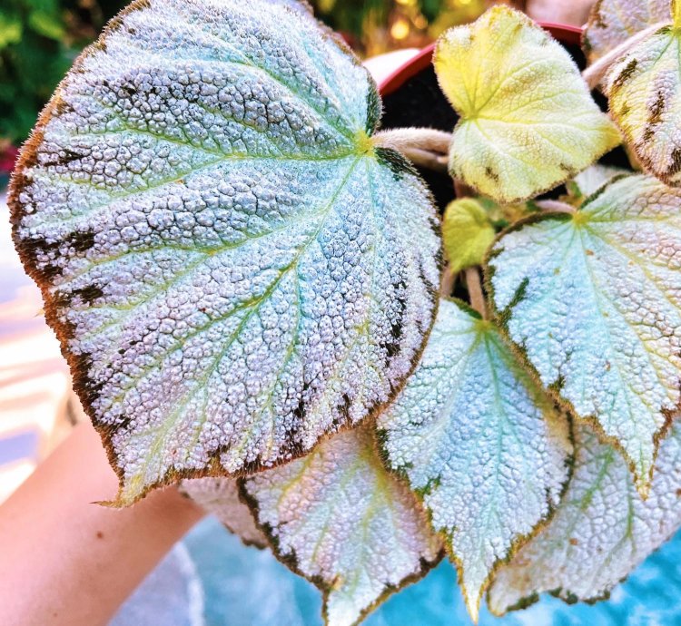Rex Begonia ‘Silver Jewel House Plant Potted 4