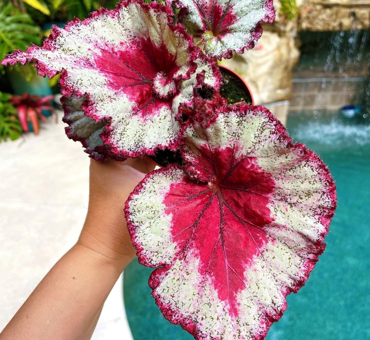 Rex Begonia Harmonys Very Raspberry House Plant Potted 4