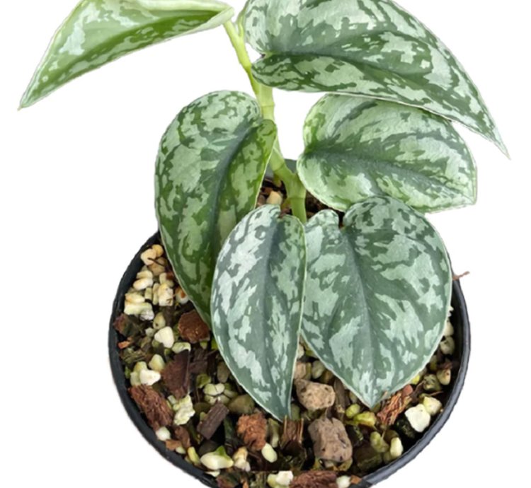 Scindapsus silver lady plant
